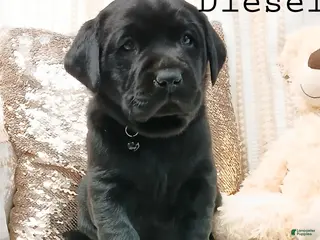 Labrador Retriever dogs DIESEL - Ad 8