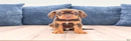 Beaglier dogs for sale: Hawk - Ad 1