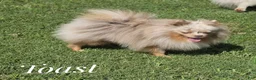 Pomeranian dogs for sale: Toast - Lavender Merle - Ad 5