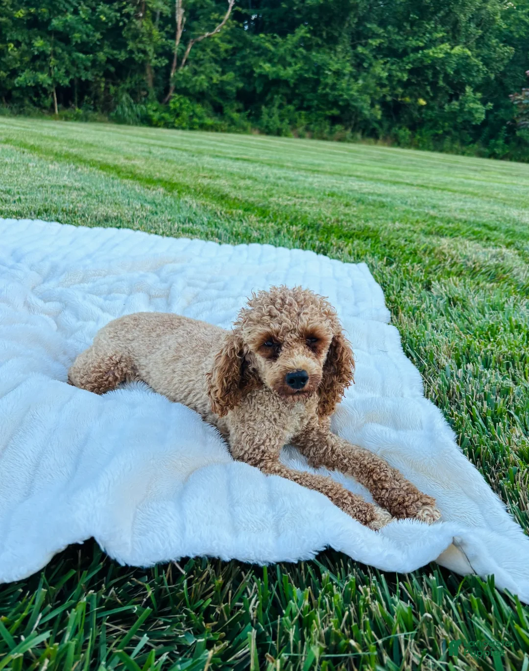 Cavapoo dogs for sale: Bruno - Ad 7