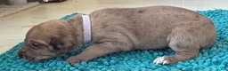 Great Dane dogs for sale: Violet - Ad 3