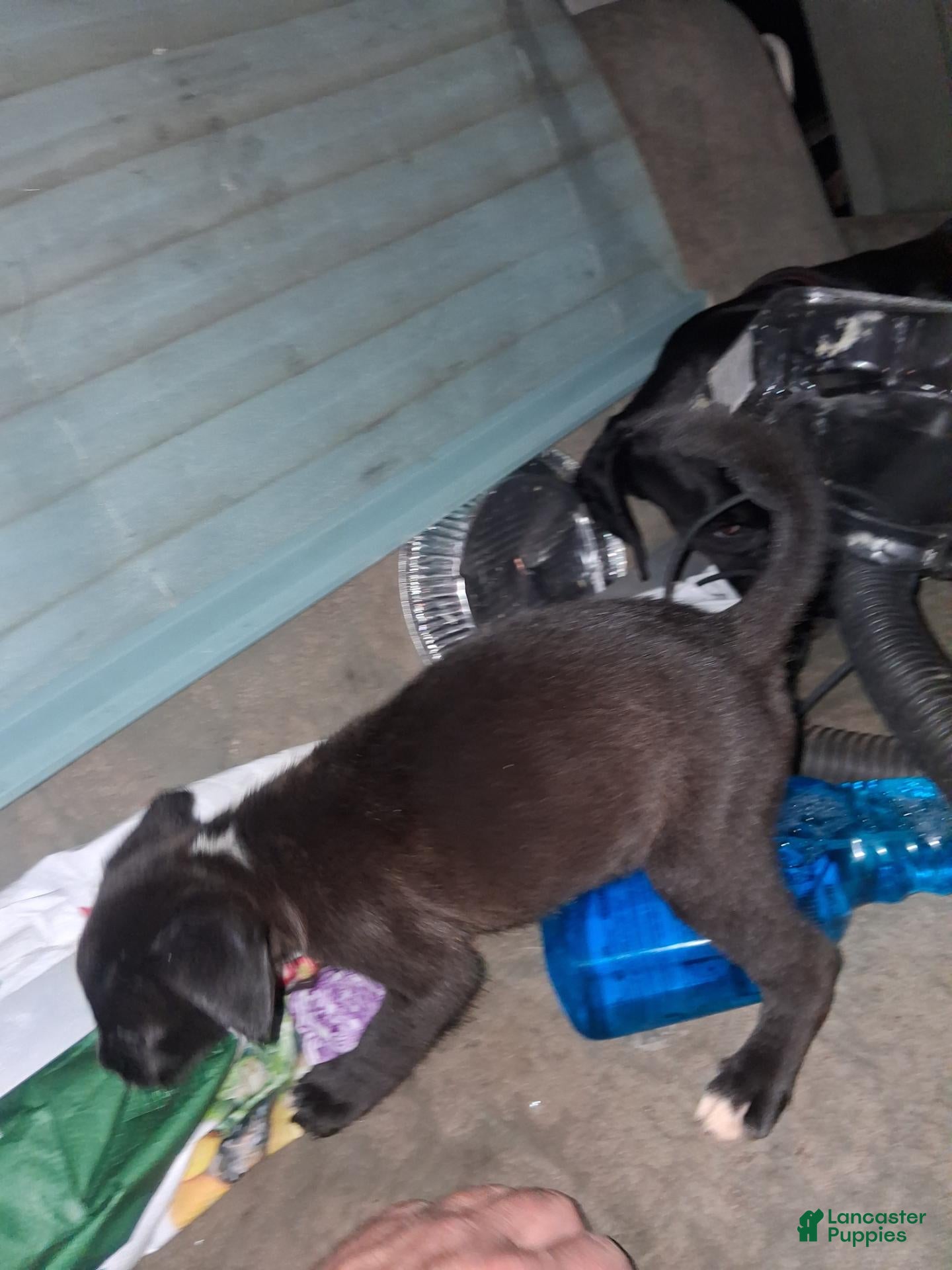 Boxador dogs Boxador 2 - Ad 5
