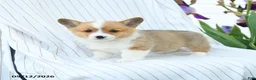 Welsh Corgi Pembroke dogs for sale: Chadwick - Ad 1