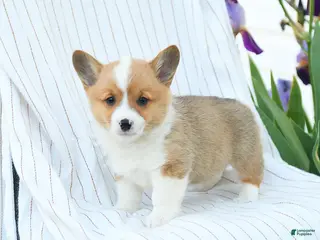 Welsh Corgi Pembroke dogs for sale: Chadwick - Ad 4