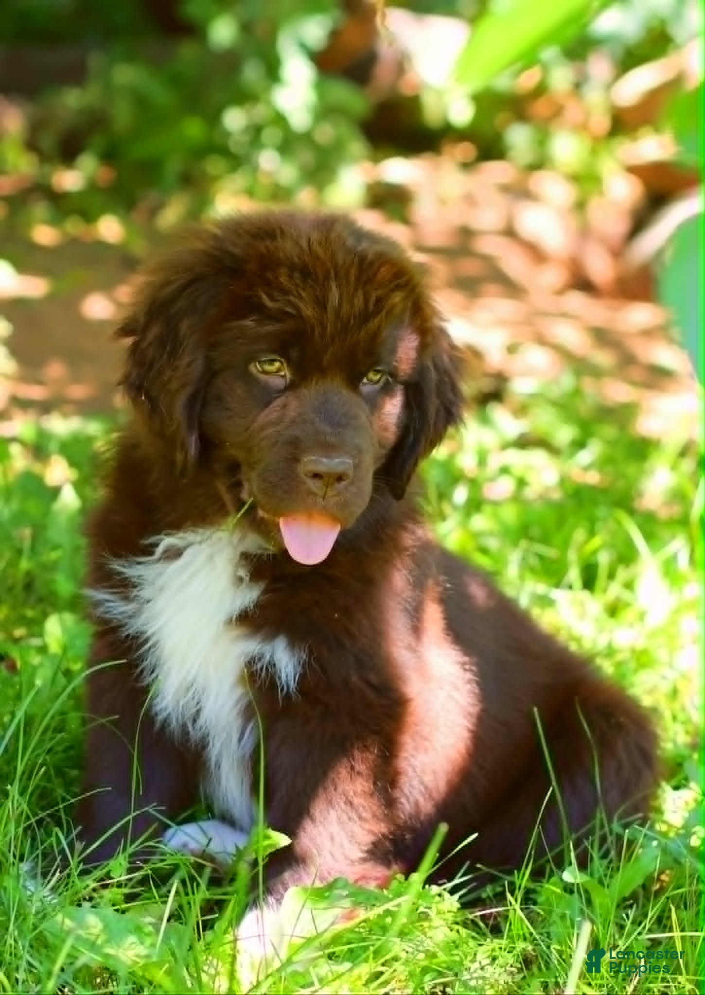 Newfoundland dogs Peach - Ad 1