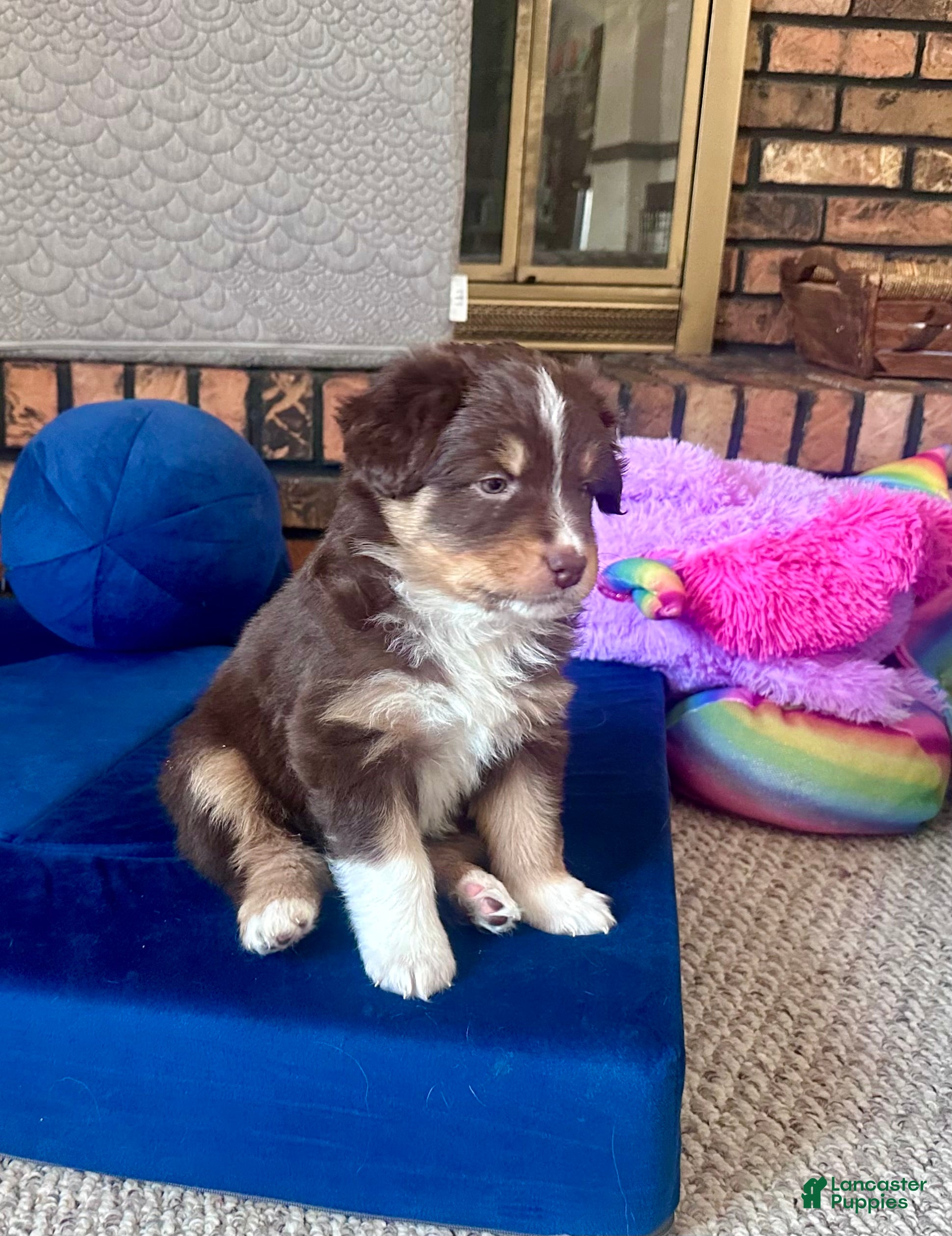 Australian Shepherd dogs Junior - Ad 10