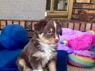 Australian Shepherd dogs Junior - Ad 10