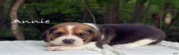 Beagle dogs for sale: Annie - Ad 1