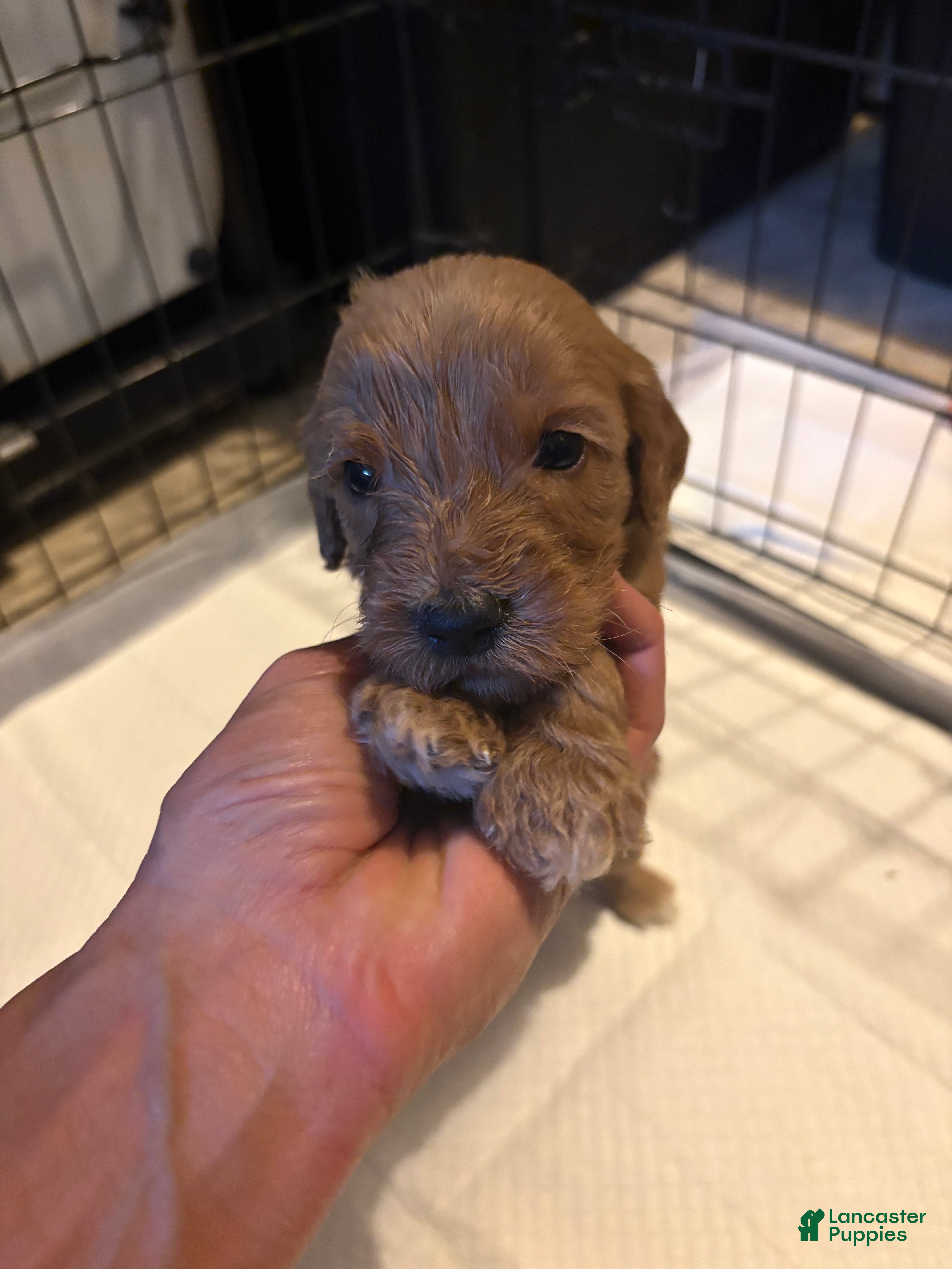 Goldendoodle dogs Goldendoodle 9 - Ad 1