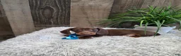Miniature Dachshund dogs for sale: Sarge - Ad 5