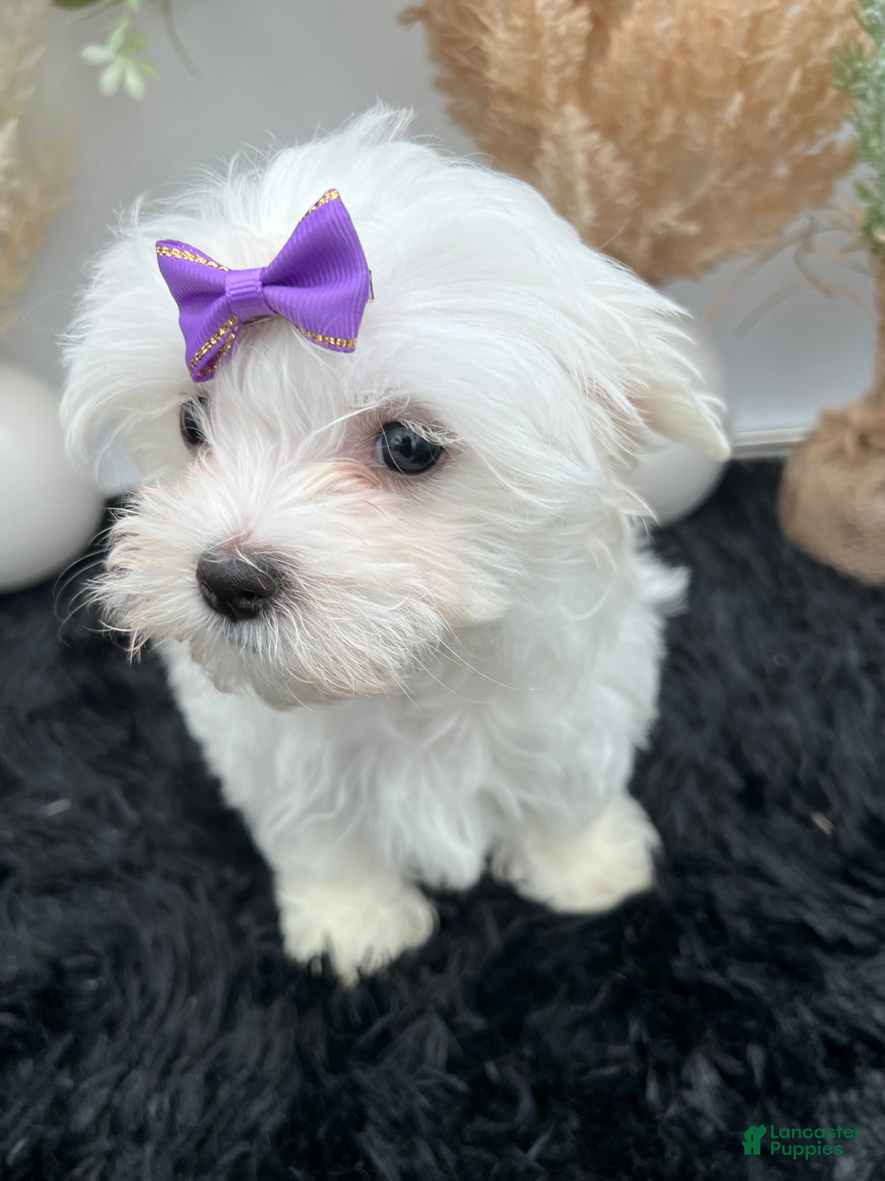 Maltese dogs AKC Mia the Korean Maltese $3000 - Ad 1