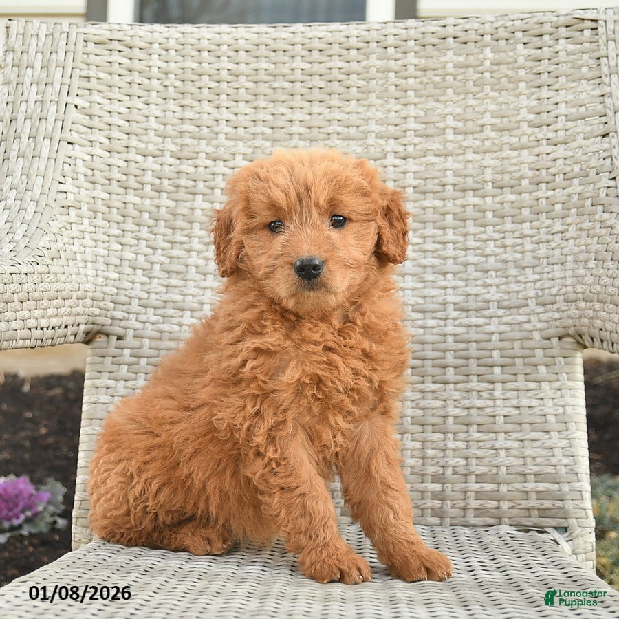Mini Goldendoodle dogs Brooklyn  - Ad 18