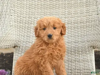 Mini Goldendoodle dogs Brooklyn - Ad 17
