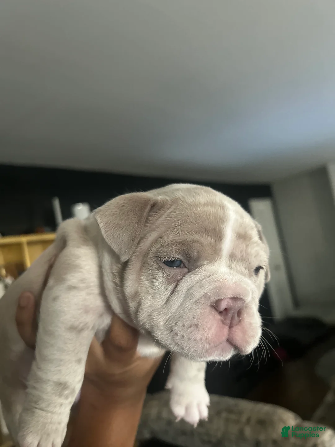 American Bully dogs for sale: American Bully Puppy 3 - Ad 2