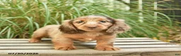 Miniature Dachshund dogs for sale: Pupcake  - Ad 4