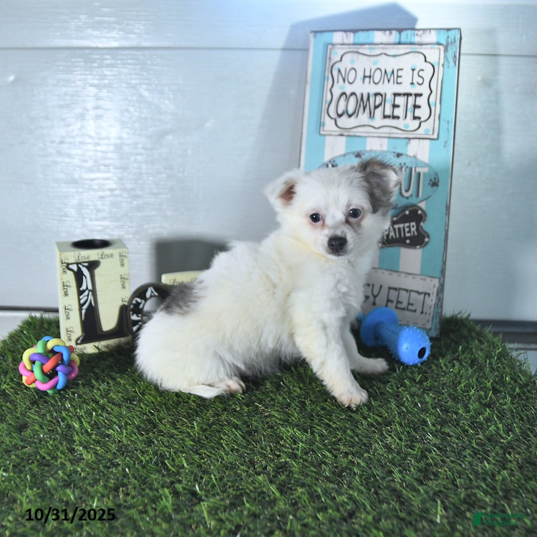 Chihuahua dogs for sale: Beau - Ad 15