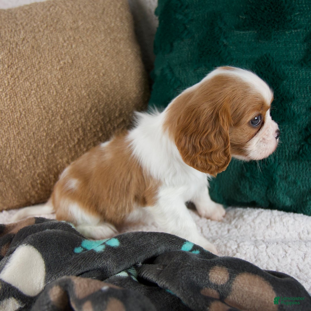 Cavalier King Charles Spaniel dogs for sale: Annie - Ad 3