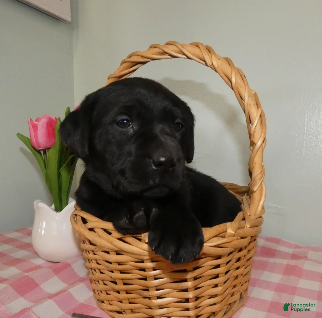 Labrador Retriever dogs for sale: Labrador Retriever Puppy 1 Lily - Ad 1