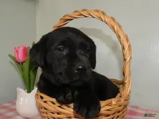 Labrador Retriever dogs Labrador Retriever Puppy 1 Lily - Ad 30