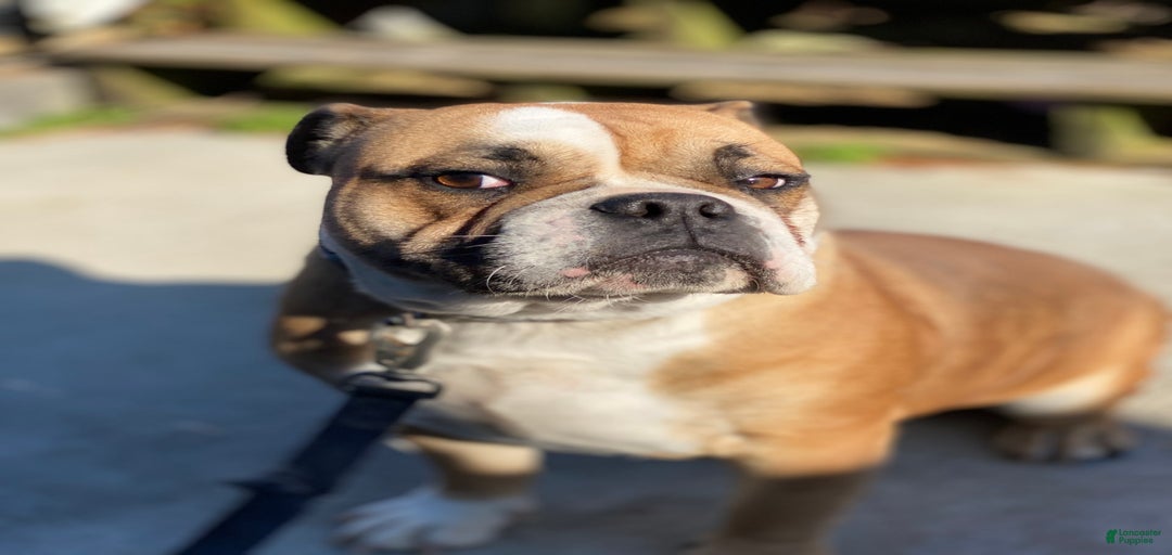 Gallery Image {{count}}