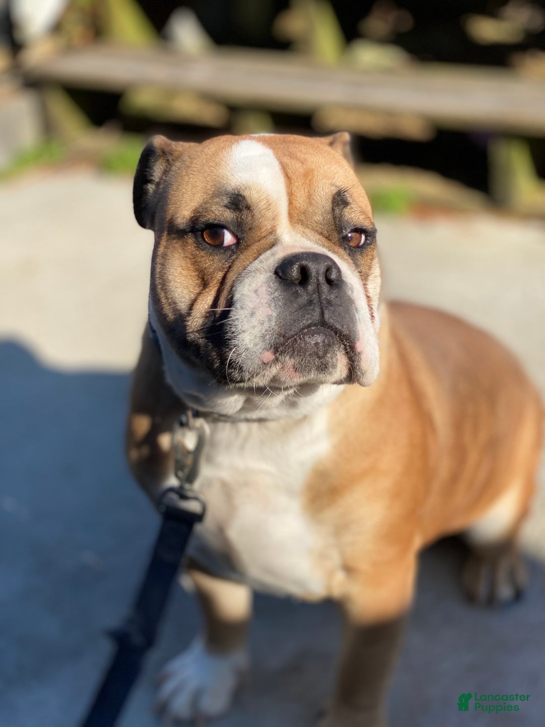 Gallery Image {{count}}