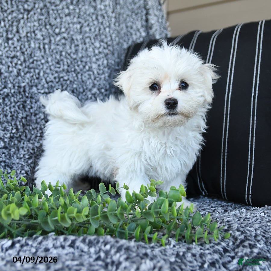 Maltese dogs Kipper - Ad 1