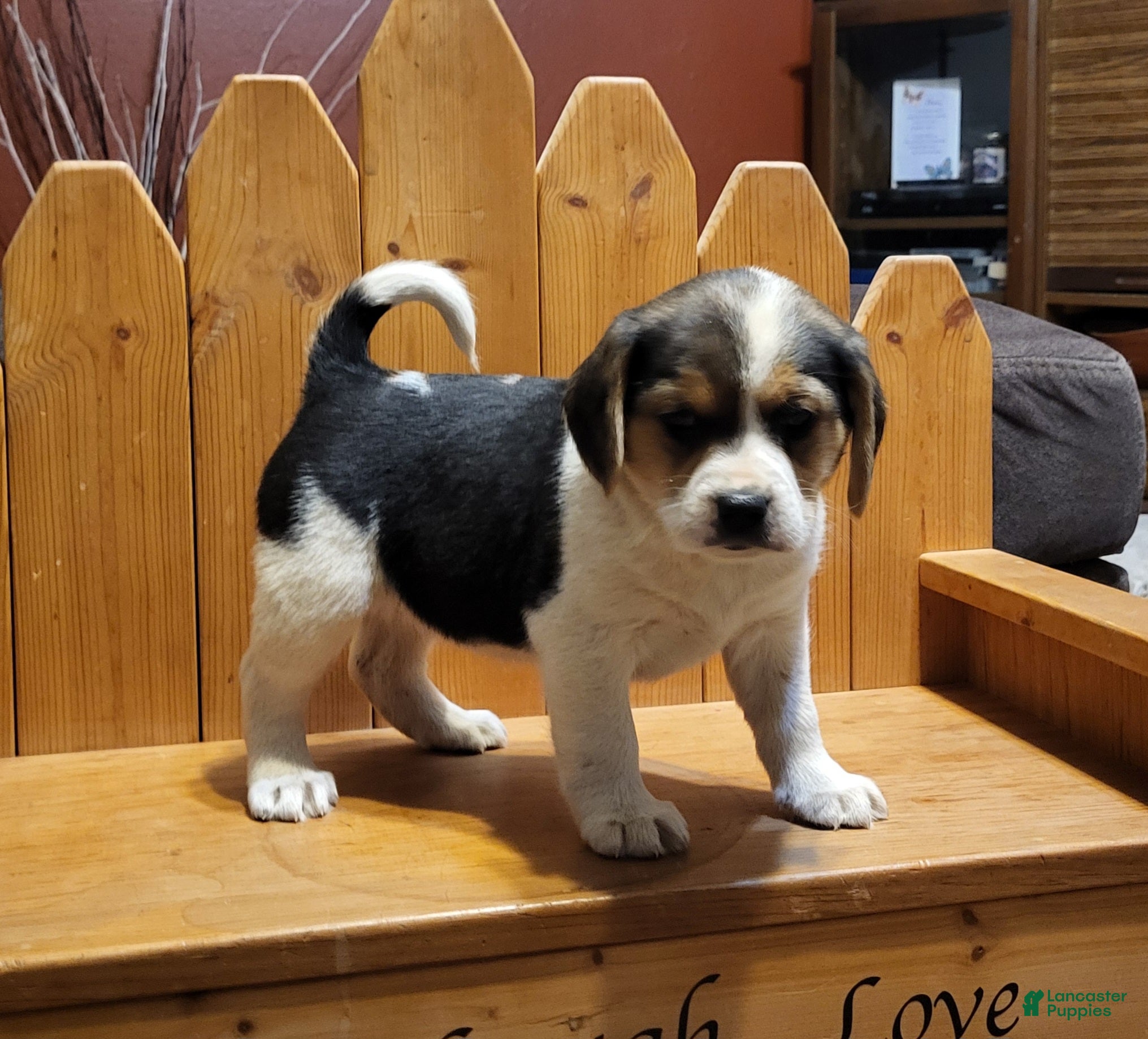 Puggle dogs Sadie - Ad 3