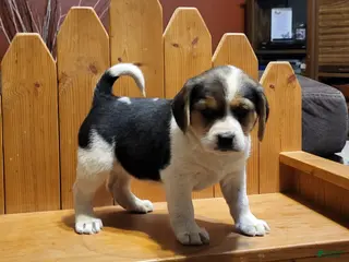 Puggle dogs Sadie - Ad 3