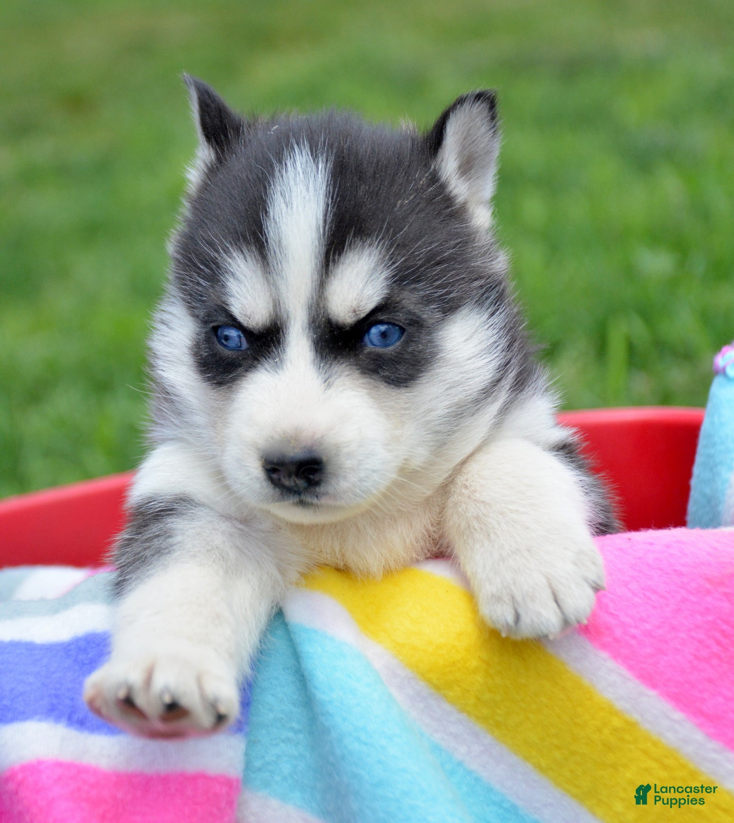 Siberian Husky dogs Hollie Siberian Husky F - Ad 33