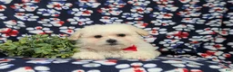 Bichon Frise dogs for sale: Bolton - Ad 9