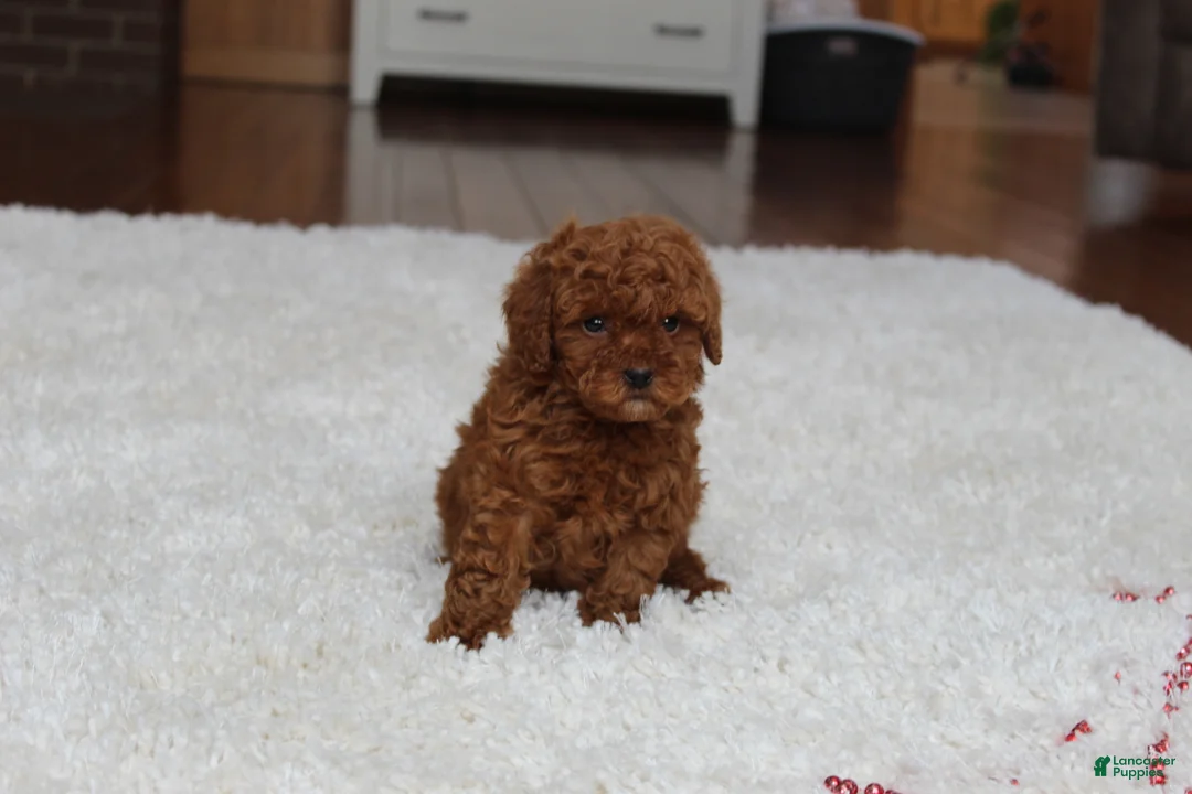 Toy Poodle dogs for sale: Tiny Asher - Ad 5