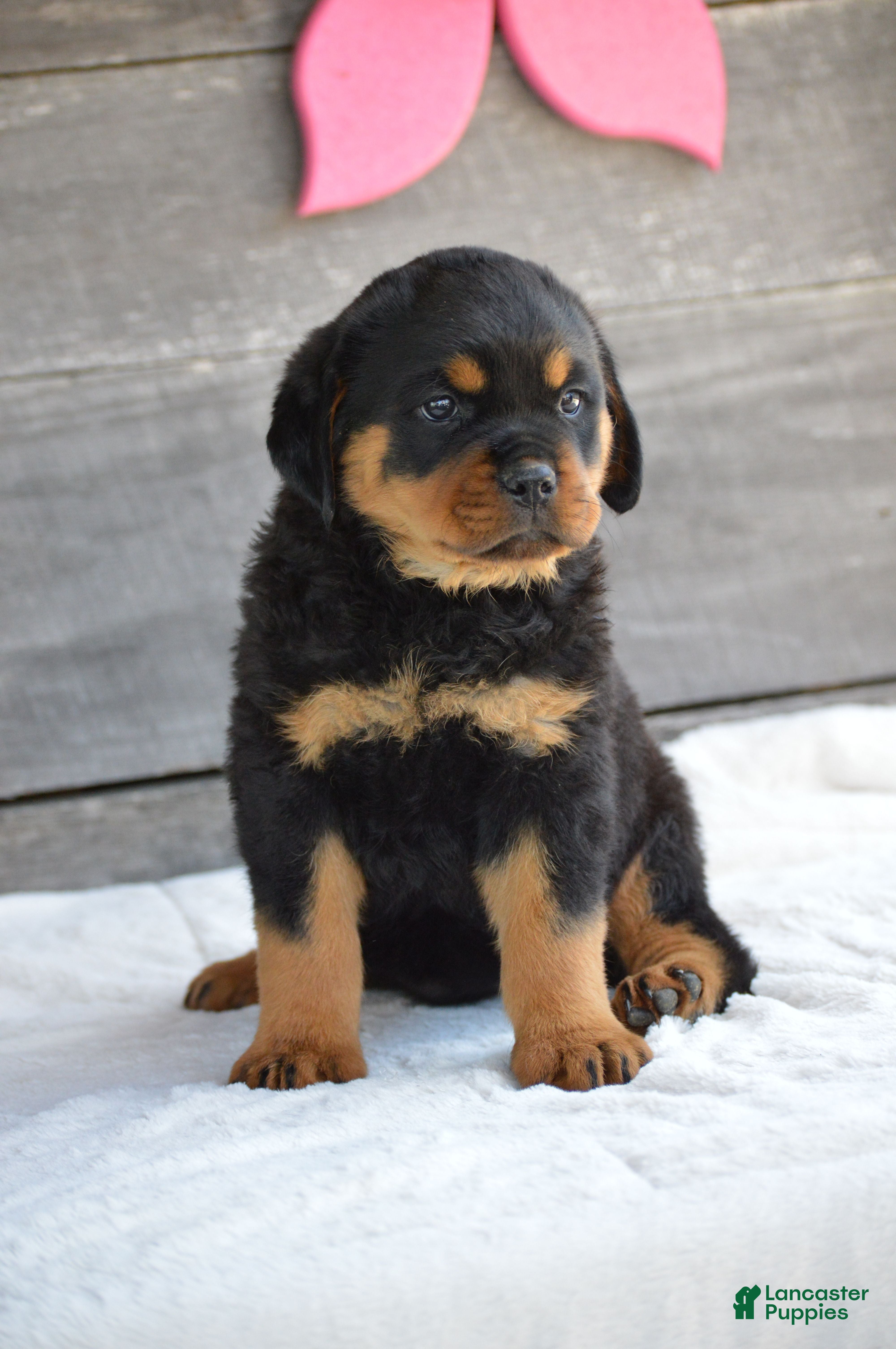 Rottweiler dogs Hazel - Ad 1