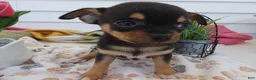 Chihuahua dogs for sale: Chihuahua Puppy 5 Duke - Ad 3