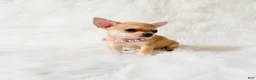 Chihuahua dogs for sale: Marley - Ad 5