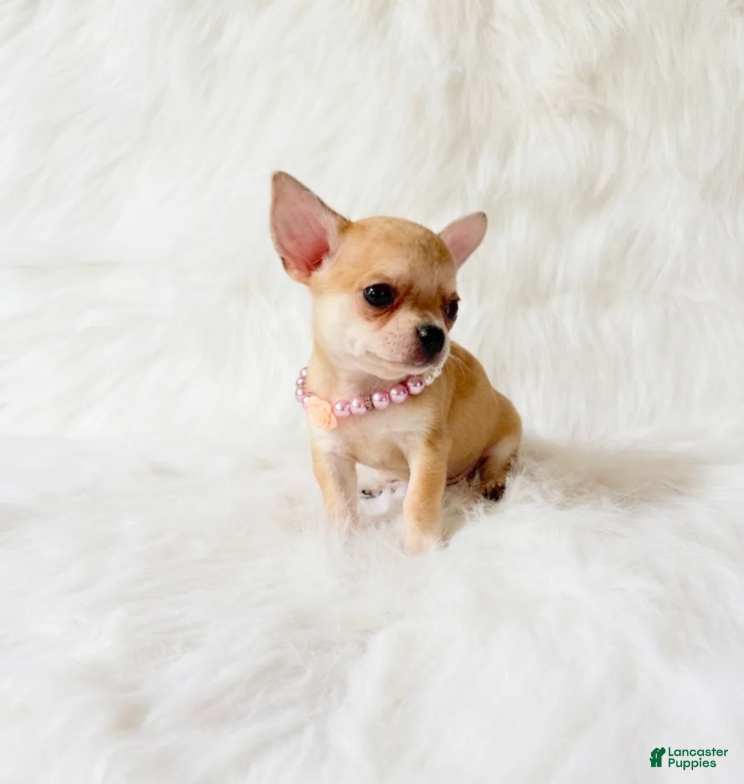 Chihuahua dogs for sale: Marley - Ad 5