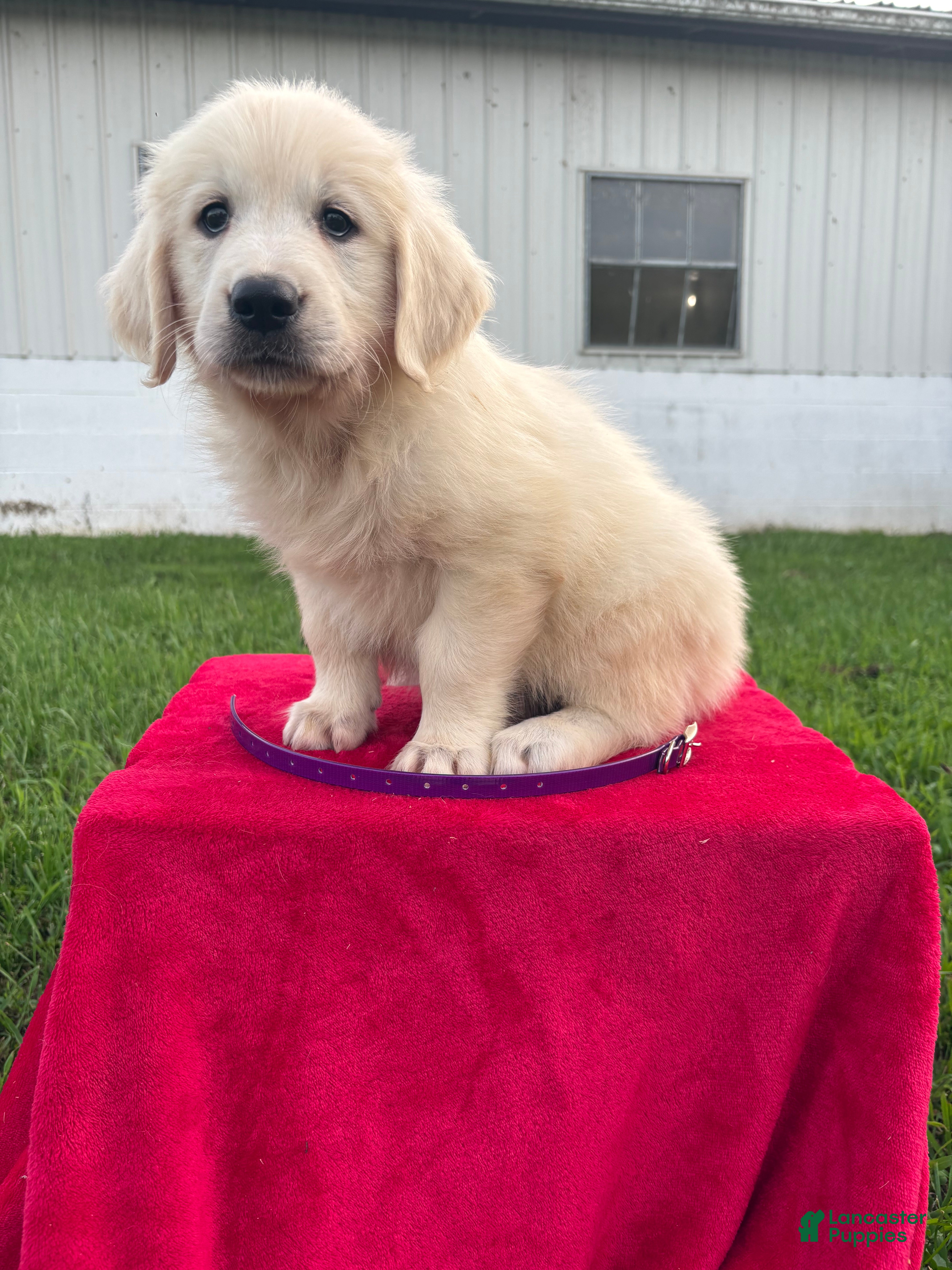 Golden Retriever dogs Dixie  - Ad 2
