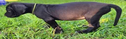 Great Dane dogs for sale: Black male Green Collar  - Ad 9