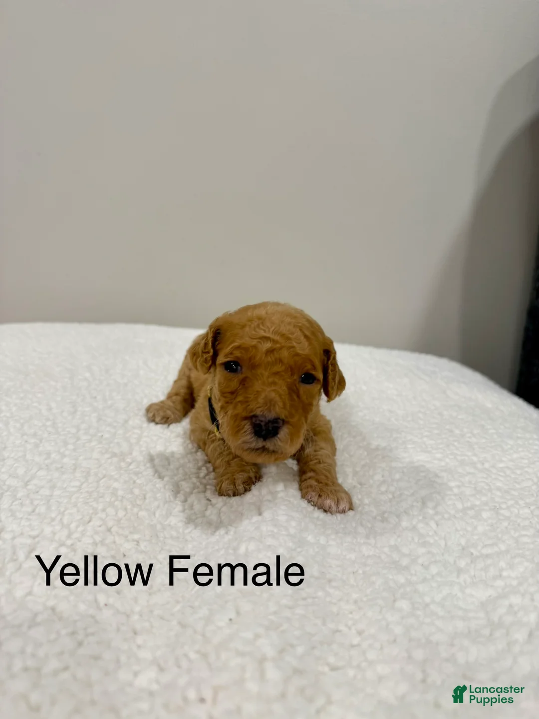 Standard Poodle dogs for sale: Yellow Collar  - Ad 1