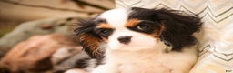 Cavalier King Charles Spaniel dogs for sale: Chester - Ad 7