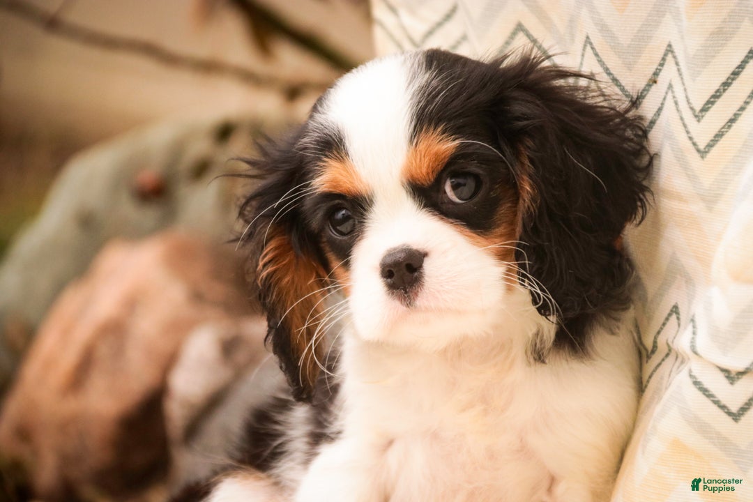 Cavalier King Charles Spaniel dogs for sale: Chester - Ad 7