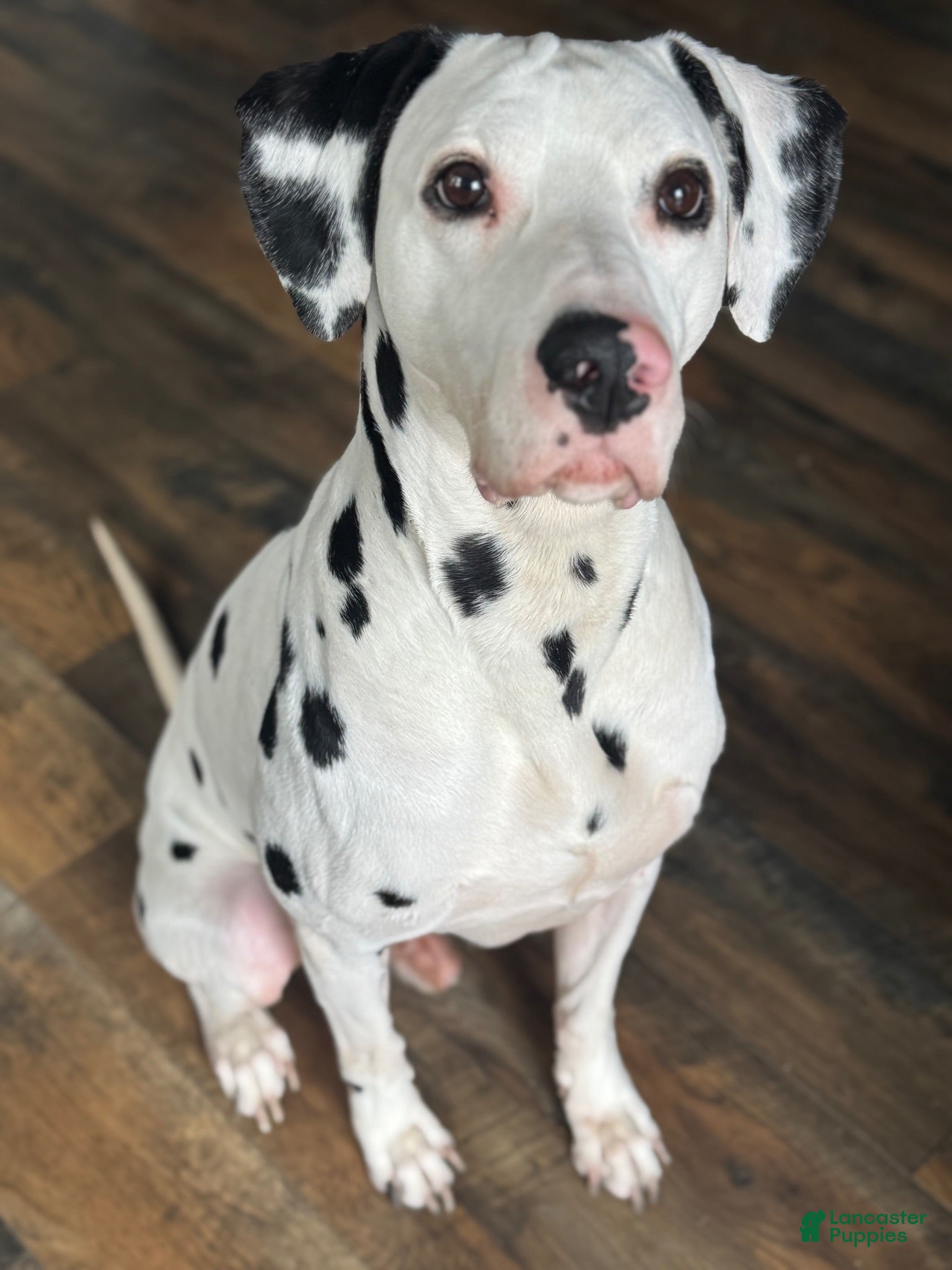 Dalmatian dogs for stud: Dalmatian stud  - Ad 1