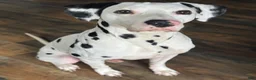 Dalmatian dogs for stud: Dalmatian stud  - Ad 1