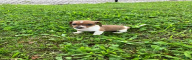 Akc Leo