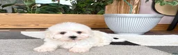 Mixed Breed dogs for sale: Lhasa/Coton male 3 - Ad 7