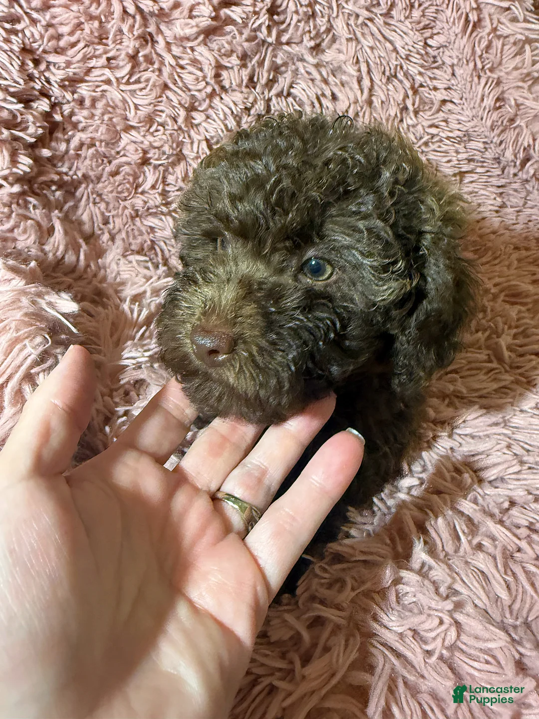 Toy Poodle dogs for sale: Toy Poodle Puppy 1 - Ad 6