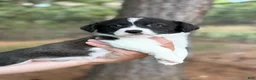 Mixed Breed dogs for sale: BRINDLE - Ad 4