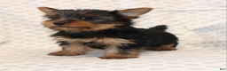 Yorkshire Terrier dogs for sale: Diamond - Ad 5