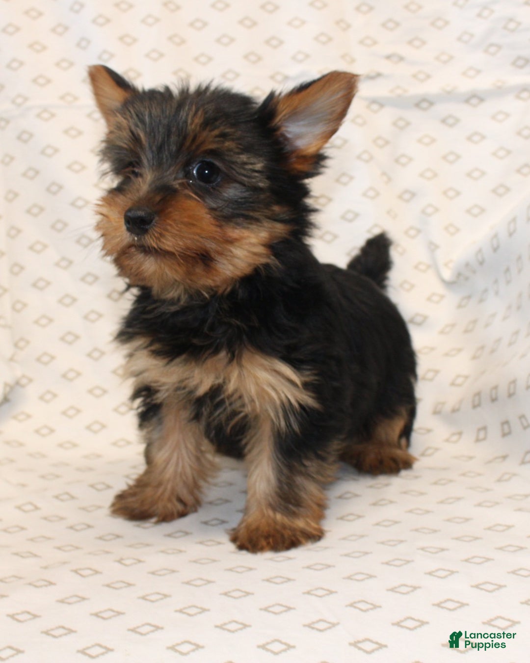 Yorkshire Terrier dogs for sale: Diamond - Ad 5