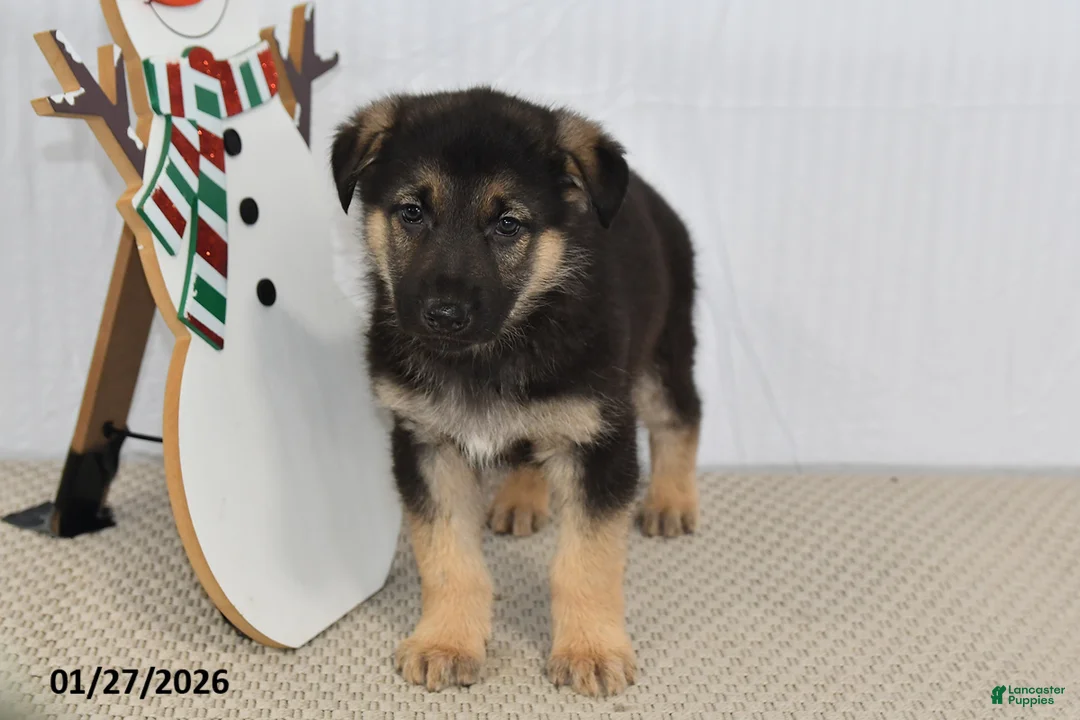German Shepherd dogs for sale: Chad - Ad 2