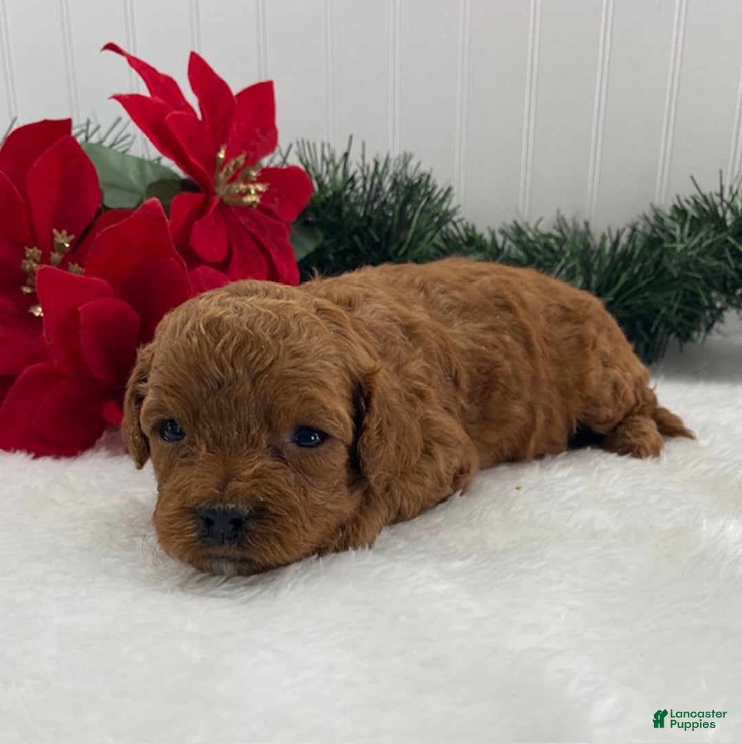 Cavapoo dogs for sale: Sunshine - Ad 11